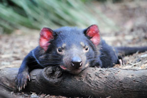 Bonorong Wildlife Sanctuary