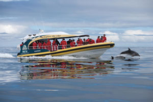 Wilderness Cruises